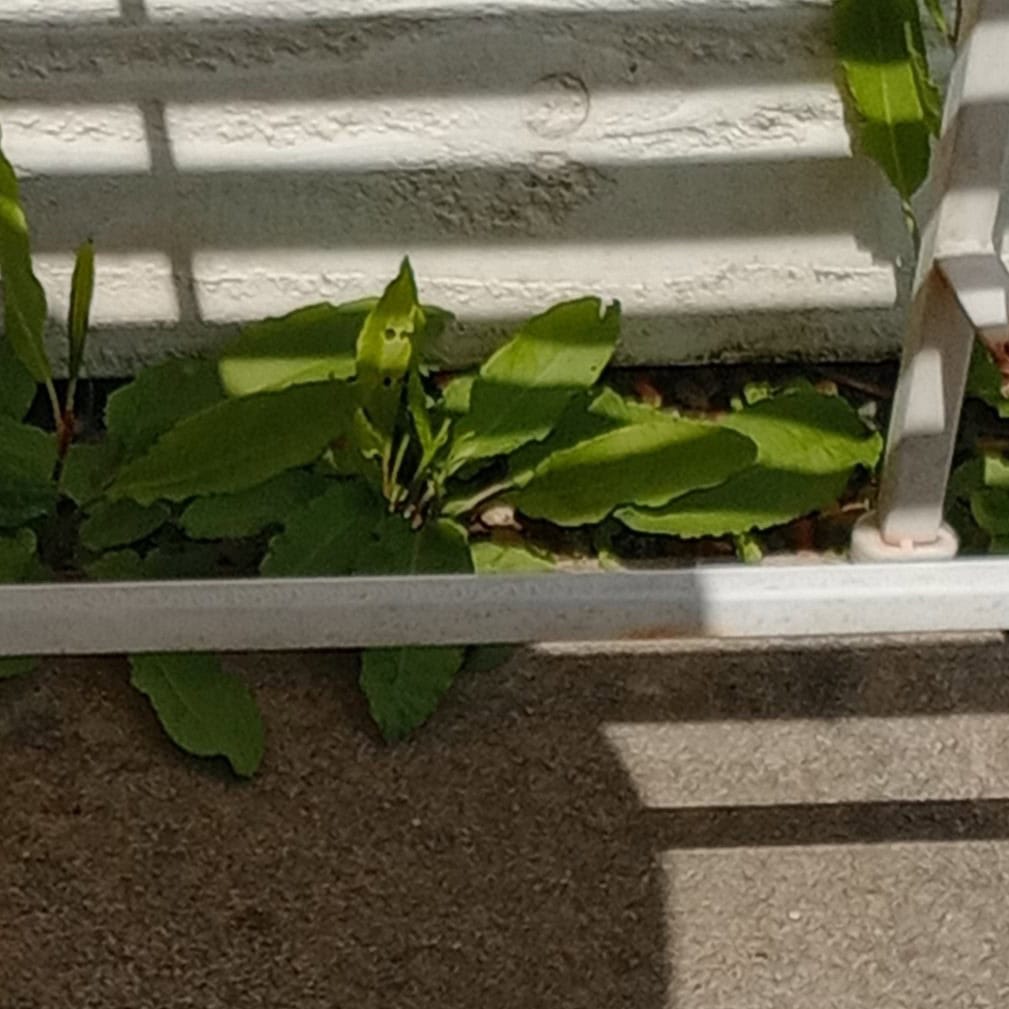 How to Eradication Weeds Incorporating None Chemical Methods 2