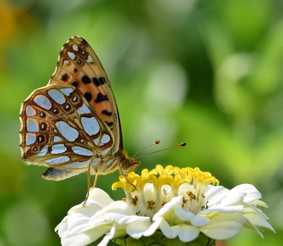 Attracting Wildlife Attract Wildlife