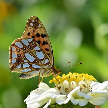 Attract Wildlife to Your Garden and Boost Biodiversity 1