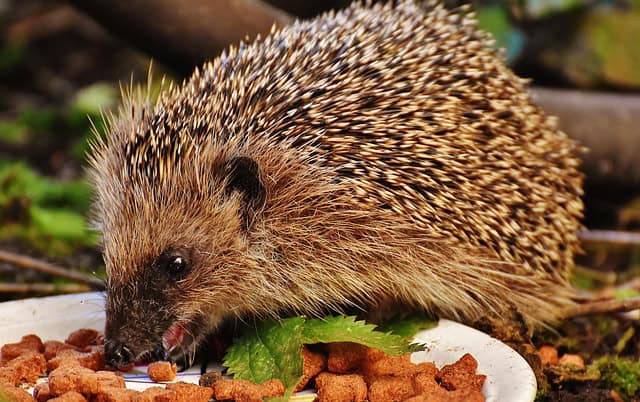 Why Supporting Wildlife Matters Why Supporting Wildlife Matters