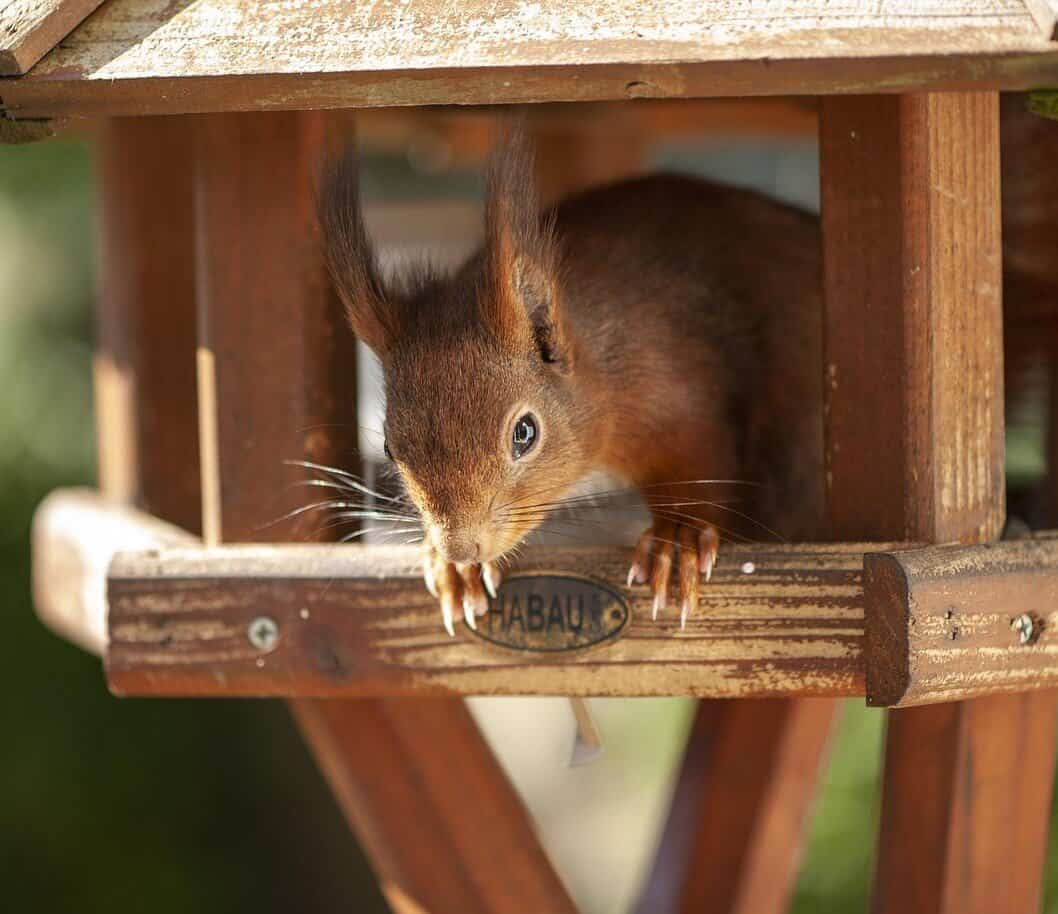 Nurture Nature in Your Garden Nurture Nature in Your Garden