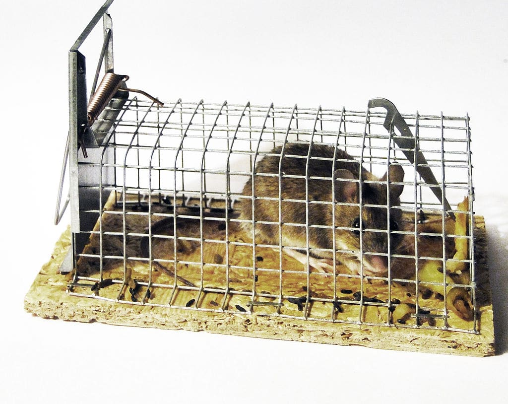 Animal removal tips
