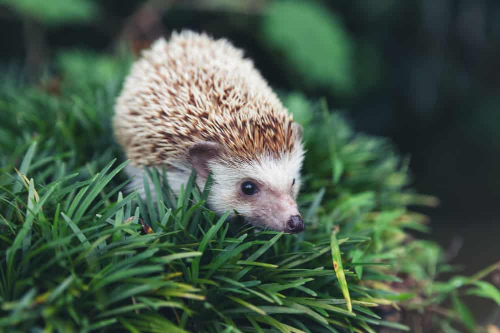 Attract Natural Predators for Long-Term Slug Control