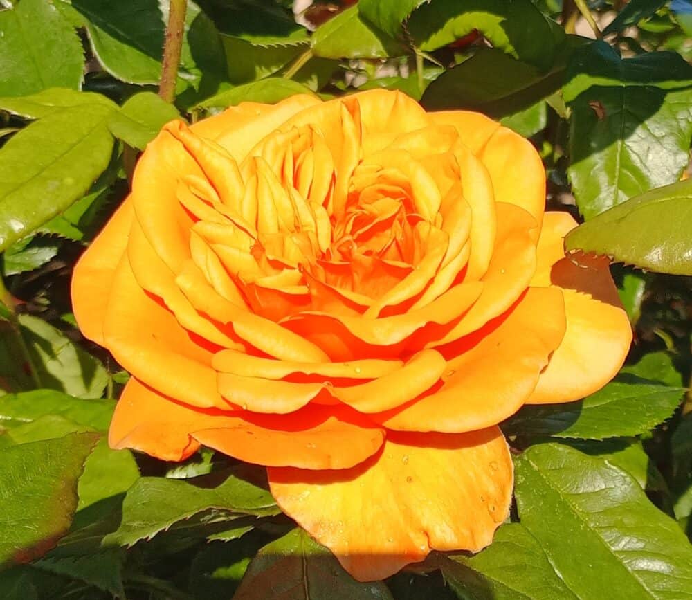 August Garden Jobs - Essential Tasks for Late Summer Success 1 August Garden Jobs - Essential Tasks for Late Summer Success 1