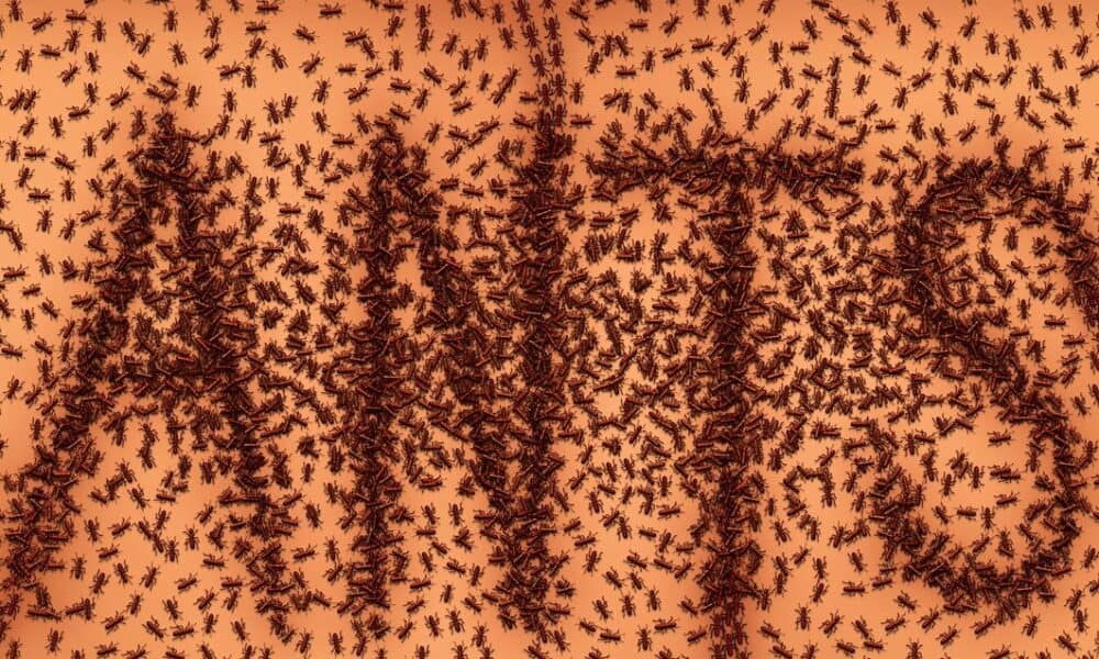 How To Identify And Eliminate Common Ants Problems Effectively How To Identify And Eliminate Common Ants Problems Effectively