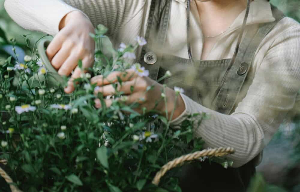 Cut Back Perennials to Encourage Foliage Cut Back Perennials to Encourage Foliage
