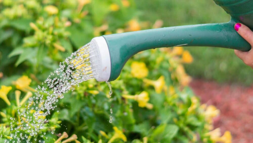 Watering and Irrigation - Keep Your Garden Happy Watering and Irrigation - Keep Your Garden Happy