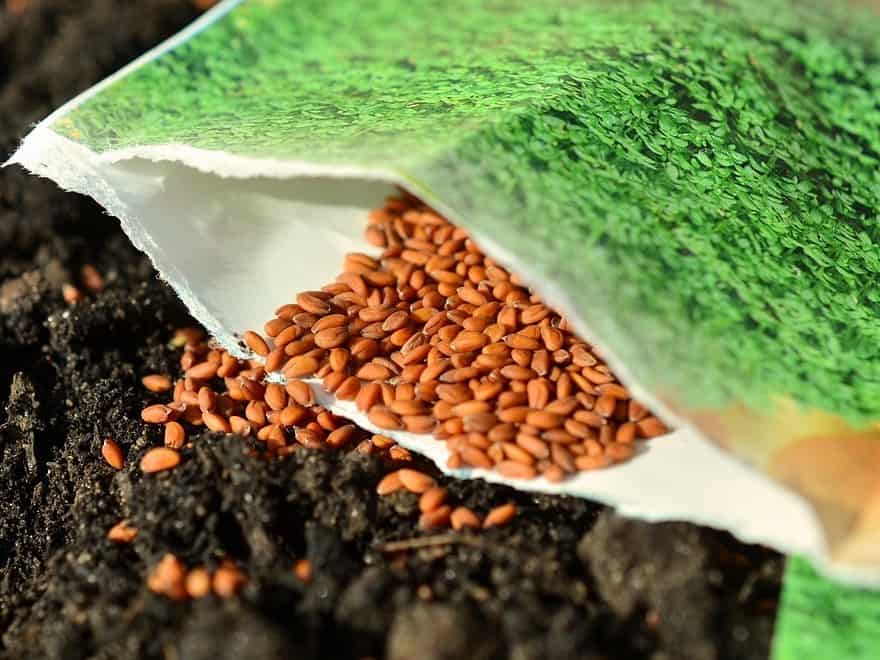 Repairing and Overseeding Your Lawn