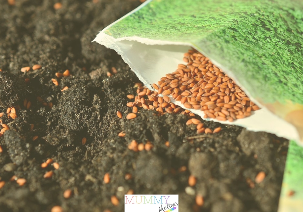 How to Cultivate The Perfect Lawn 1