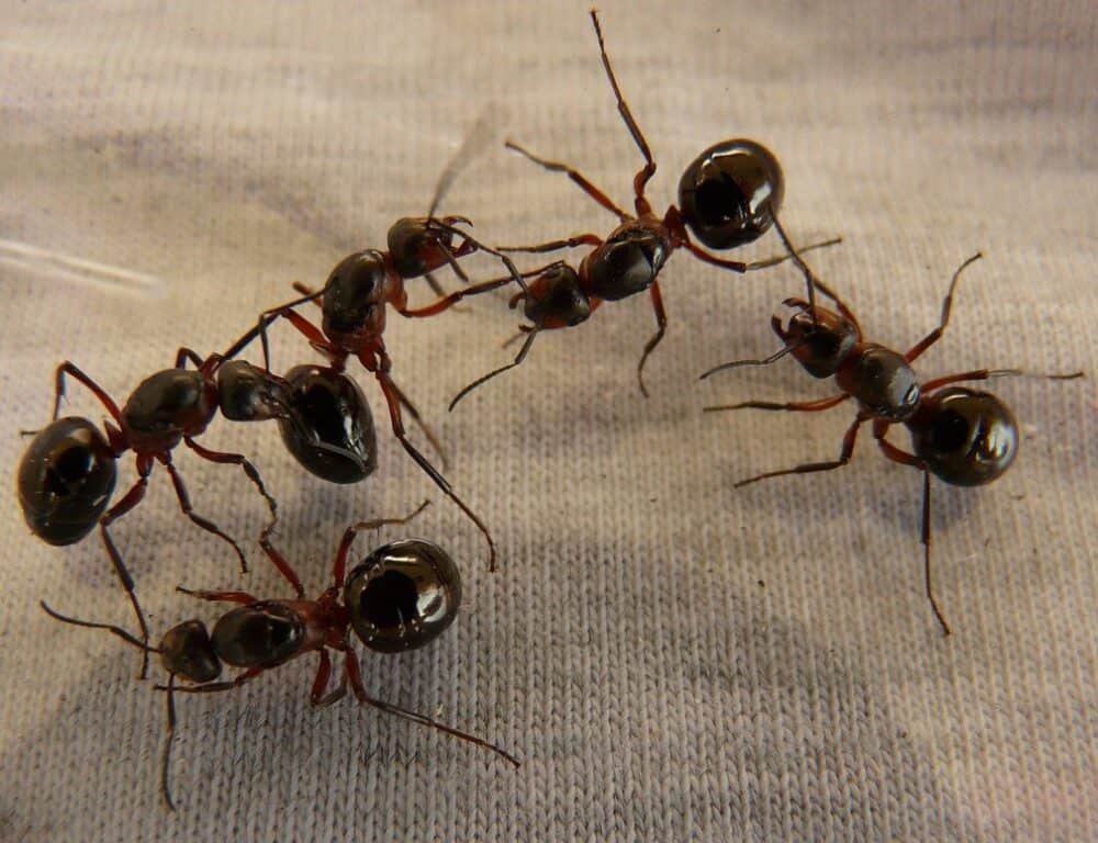 Ants Identifying Ant Species - Know Your Pest