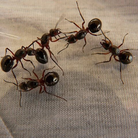 How To Identify And Eliminate Common Ants Problems Effectively 1