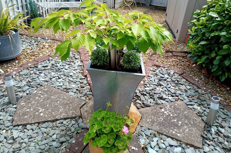 Trees for Small Gardens Trees for Small Gardens
