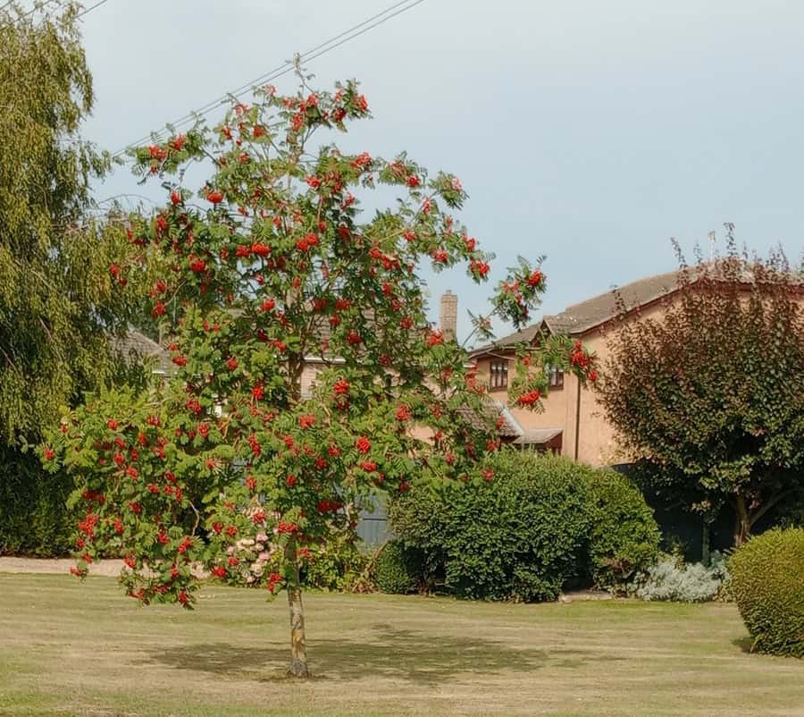 Garden Trees for Medium Spaces Garden Trees for Medium Spaces