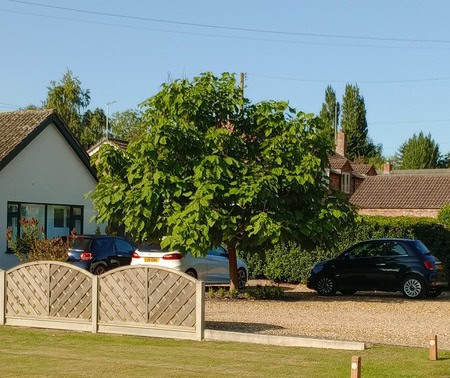 Trees That Can Transform Any Size Garden 1