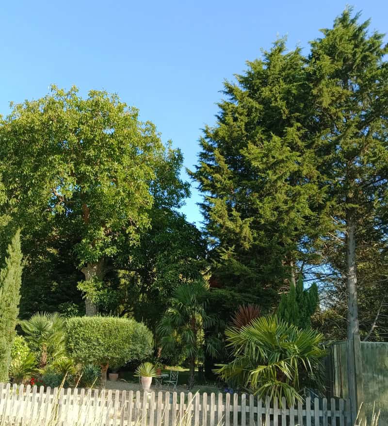Trees That Can Transform Any Size Garden 1 Trees That Can Transform Any Size Garden 1