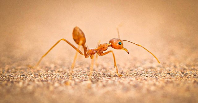 How to Deter Summer Bugs in the Home How to Deter Summer Bugs in the Home
