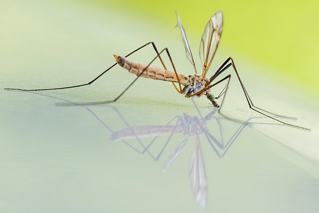 How to Deter Summer Bugs in the Home How to Deter Summer Bugs in the Home