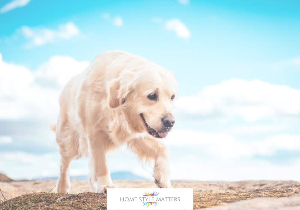 Surprising Ways Physiotherapy Benefits Older Dogs With Mobility Issues Surprising Ways Physiotherapy Benefits Older Dogs With Mobility Issues