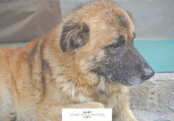 Surprising Ways Physiotherapy Benefits Older Dogs With Mobility Issues 11