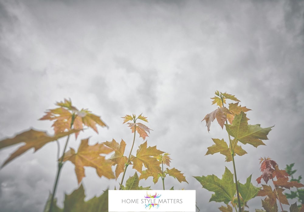 Protect Your Home and Garden for the Autumn Change of Weather