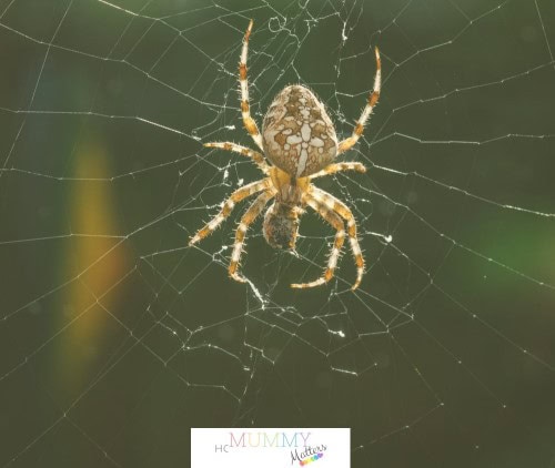 Are Spiders Invading Your Space? Try These Simple Solutions