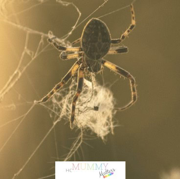 Are Spiders Invading Your Space? Try These Simple Solutions 2