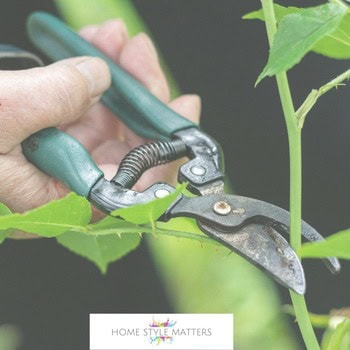 Autumn Pruning - The Secret to a Healthier, More Vibrant Garden 1