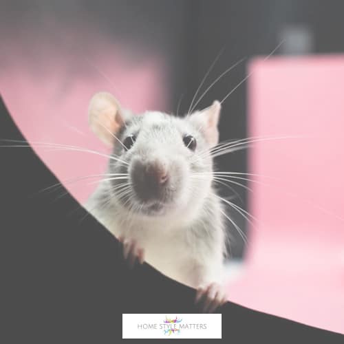 How To Tell Which Pest Are In Your Home By Their Droppings 3