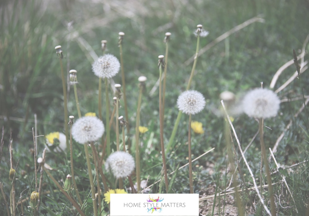 How to Use Cardboard to Stop Weeds How to Use Cardboard to Stop Weeds