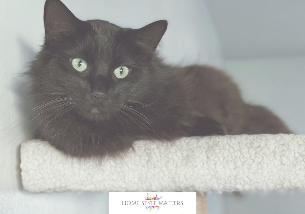 DIY Projects for Your House Cat