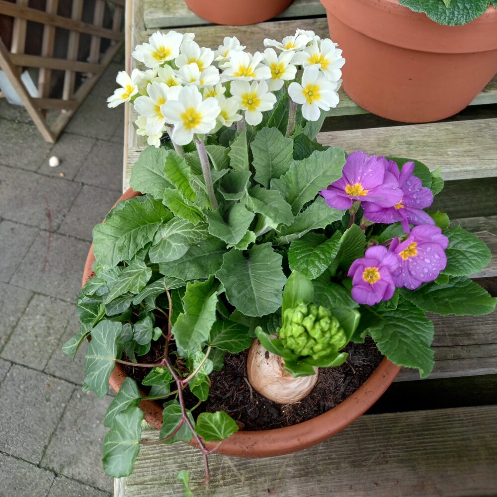 Plant Bulbs, Tubers and Perennials Plant Bulbs, Tubers and Perennials