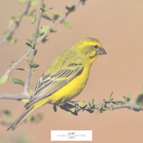 4 Ways to Bring Wildlife To Your Garden 1