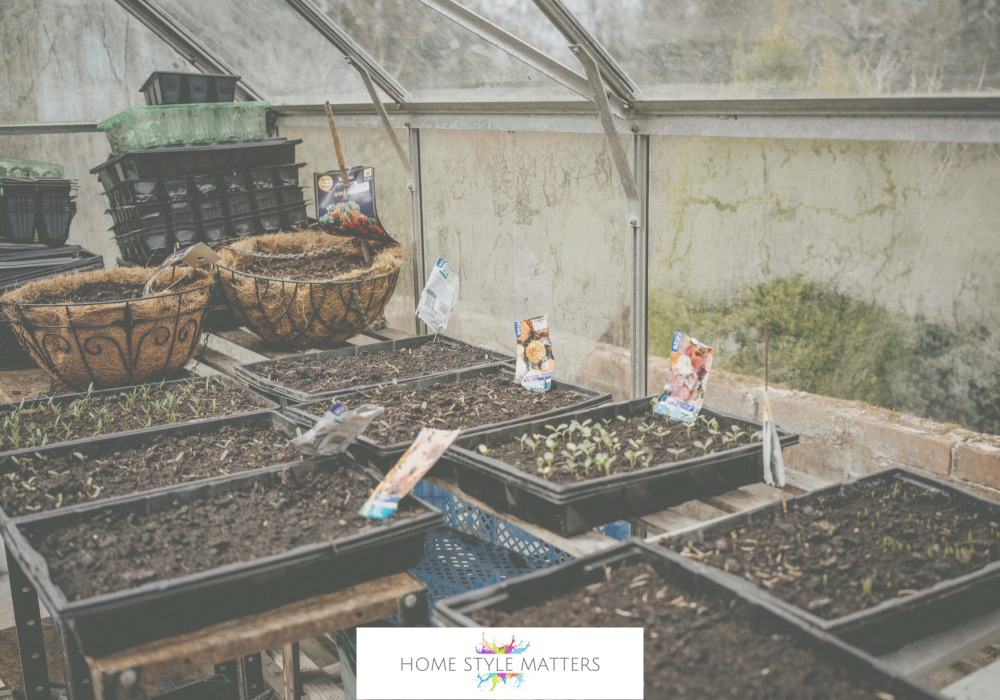 Seedlings, Seed Trays, and Seeds Indoors
