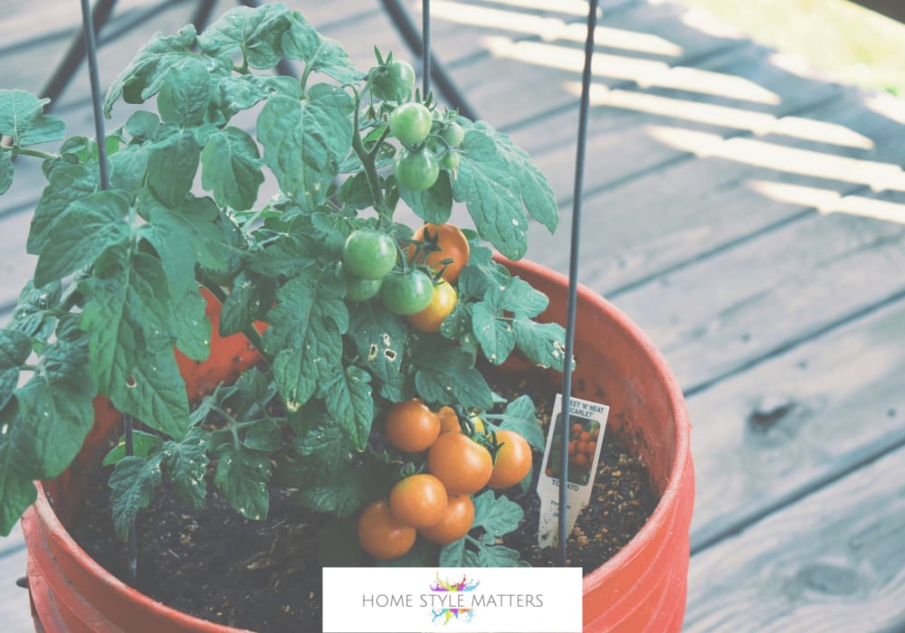 Planting Young Veg Plants If Short On Time Or Space Planting Young Veg Plants If Short On Time Or Space