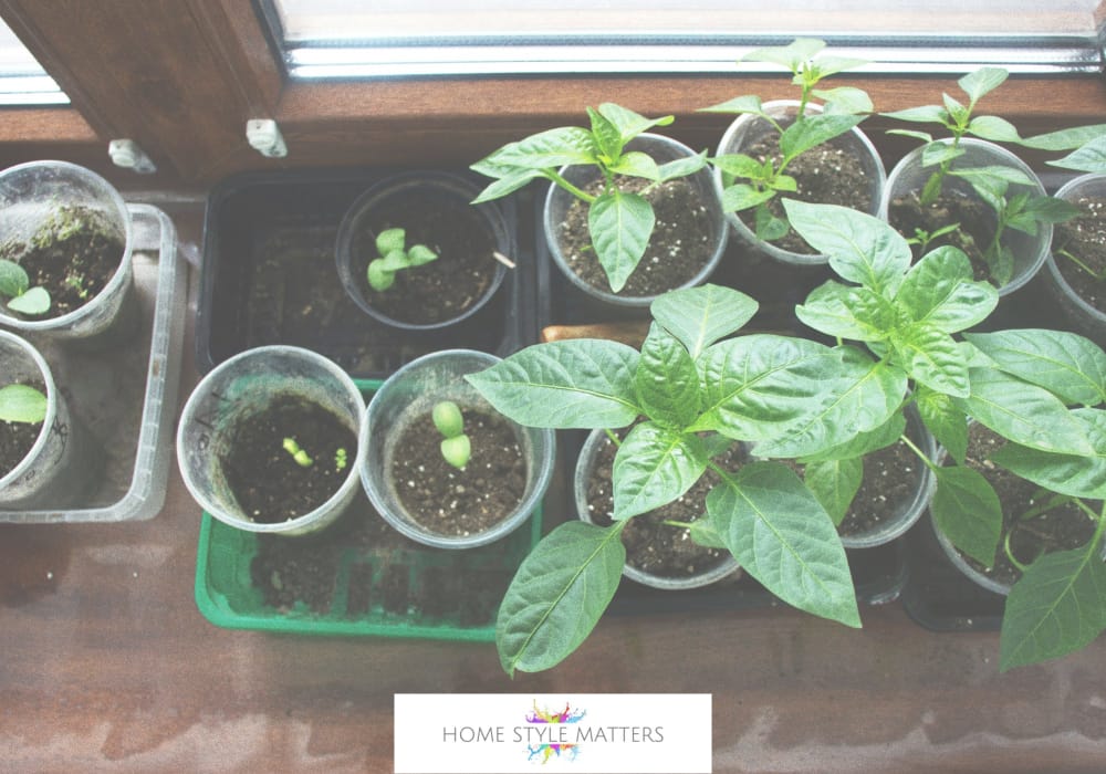 Seedlings, Seed Trays, and Seeds Indoors