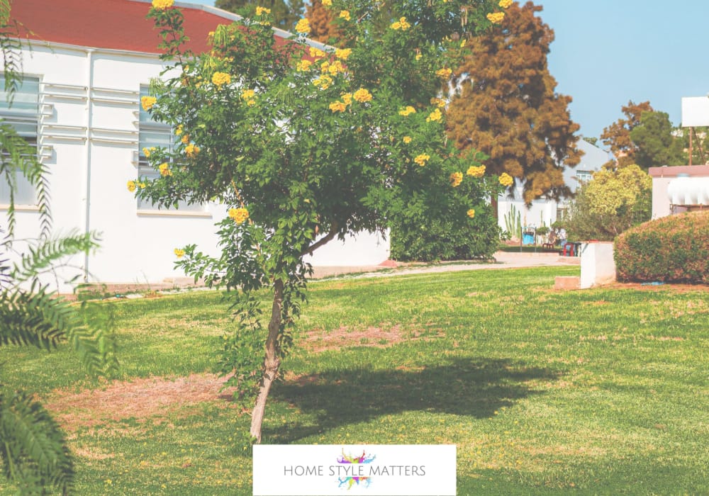 Lawn Issues And How To Rectify Lawn Issues And How To Rectify