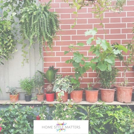 Planting Young Veg Plants If Short On Time Or Space 3