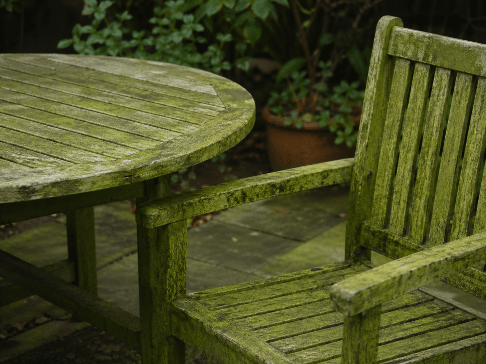 Why Green Algae Forms on Garden Furniture and How to Rectify This Issue Why Green Algae Forms on Garden Furniture and How to Rectify This Issue