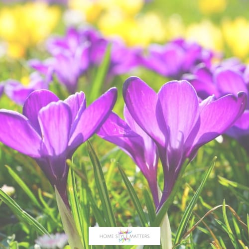 spring decor