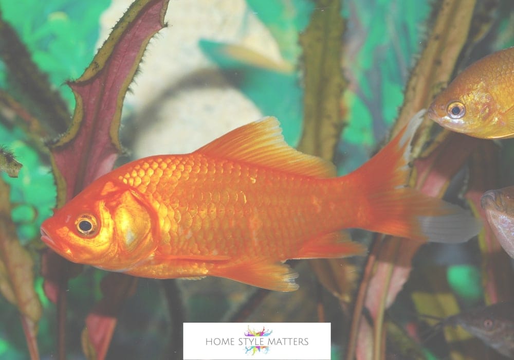The Surprising New Regulations Impacting Goldfish as House Pets The Surprising New Regulations Impacting Goldfish as House Pets