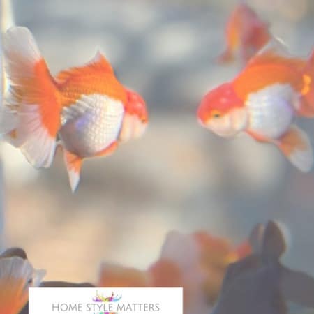 The Surprising New Regulations Impacting Goldfish as House Pets 4