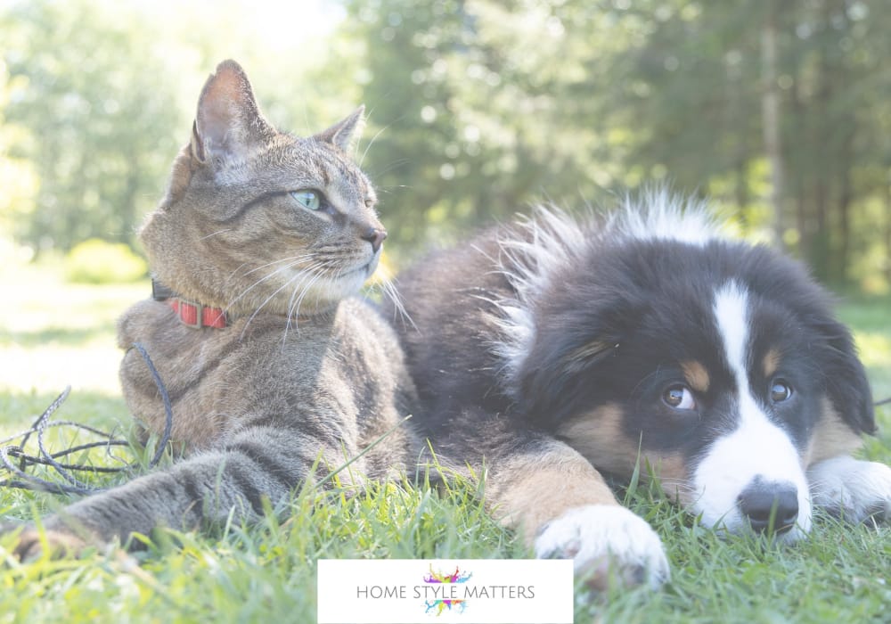 Minimise The Risk Of Accidental Injury With Unpredictable Pets 2 Minimise The Risk Of Accidental Injury With Unpredictable Pets