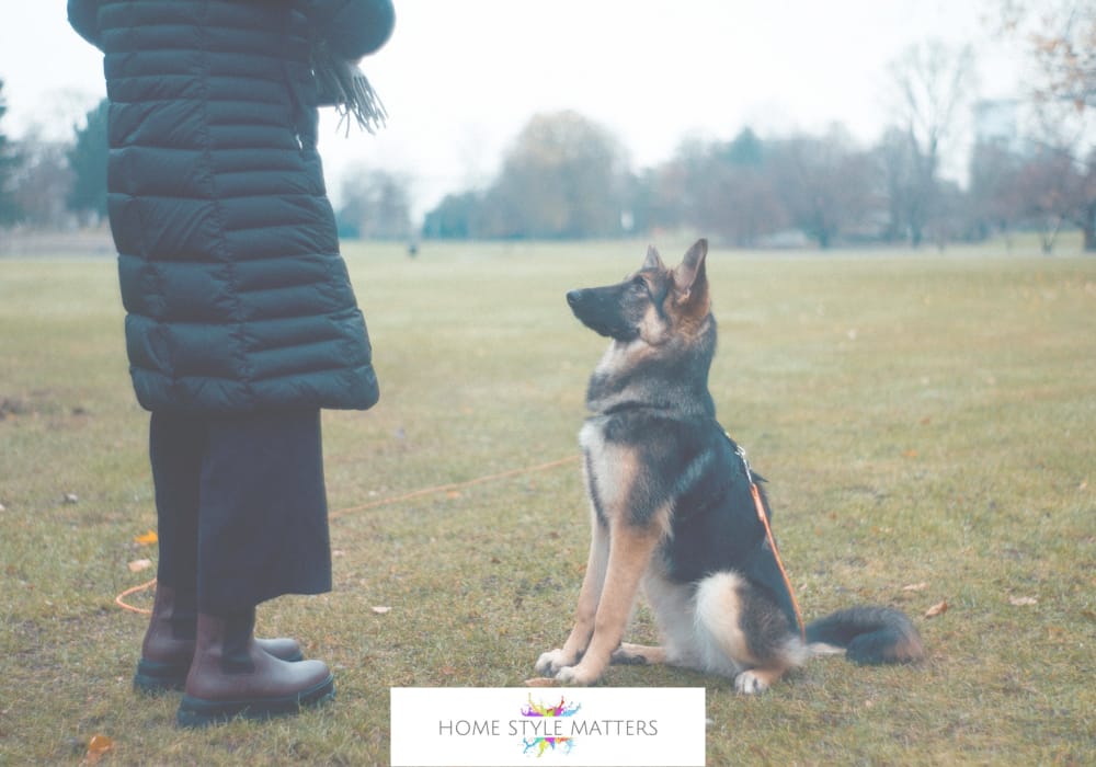 Minimise The Risk Of Accidental Injury With Unpredictable Pets 3 Training Creates Safer Interactions