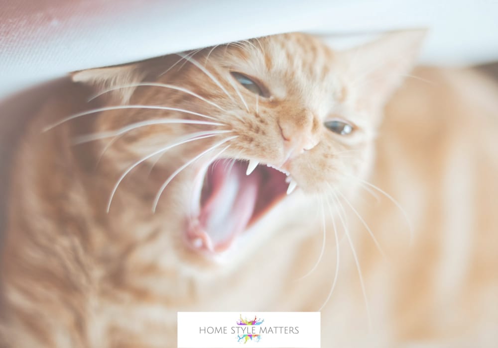 Minimise The Risk Of Accidental Injury With Unpredictable Pets 4 Signs of Stress in Cats