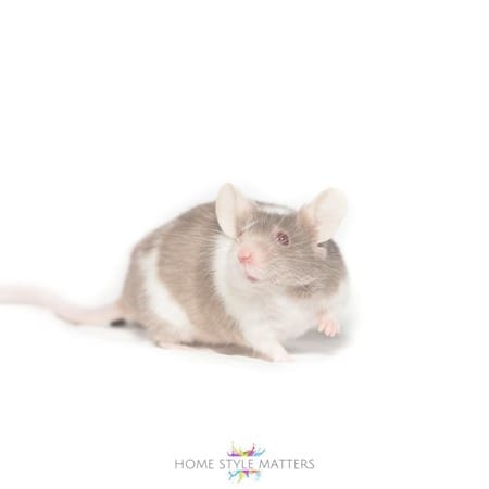 Signs of a Hidden Mouse Infestation in the Home 8