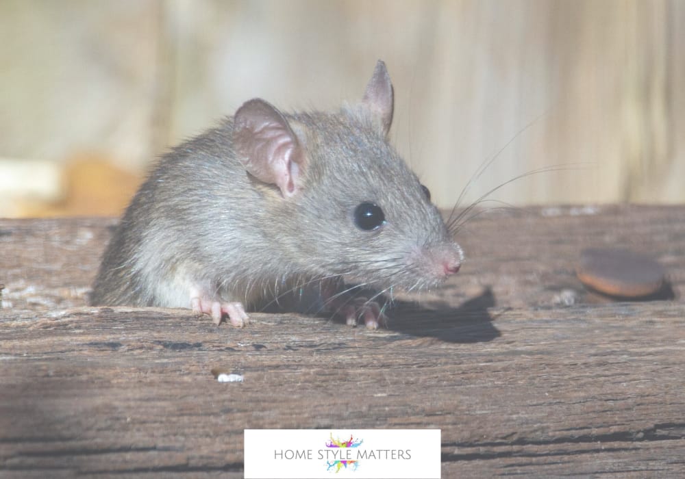 Signs of a Hidden Mouse Infestation in the Home 2 Signs of a Hidden Mouse Infestation