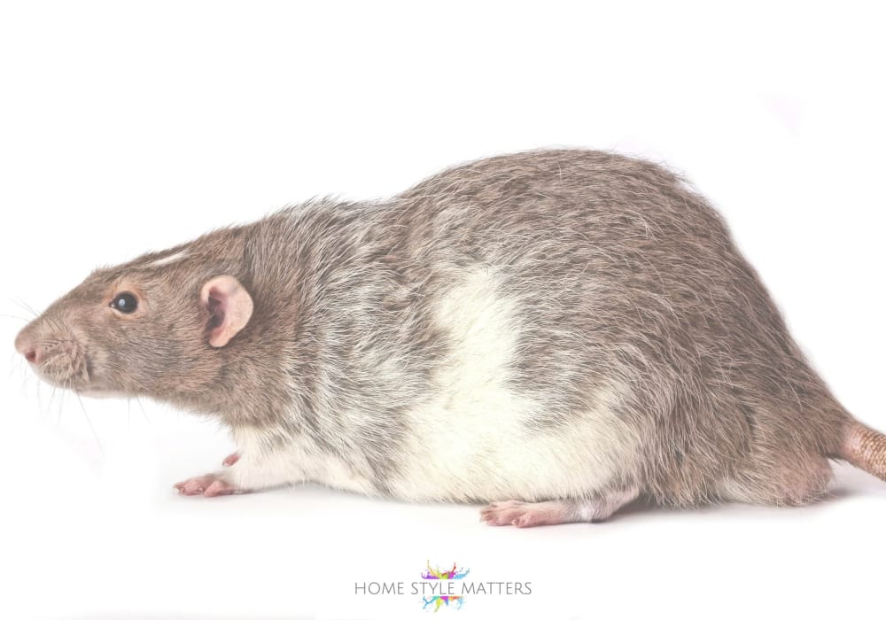 Signs of a Hidden Mouse Infestation in the Home 4 Rat or Mouse Infestation