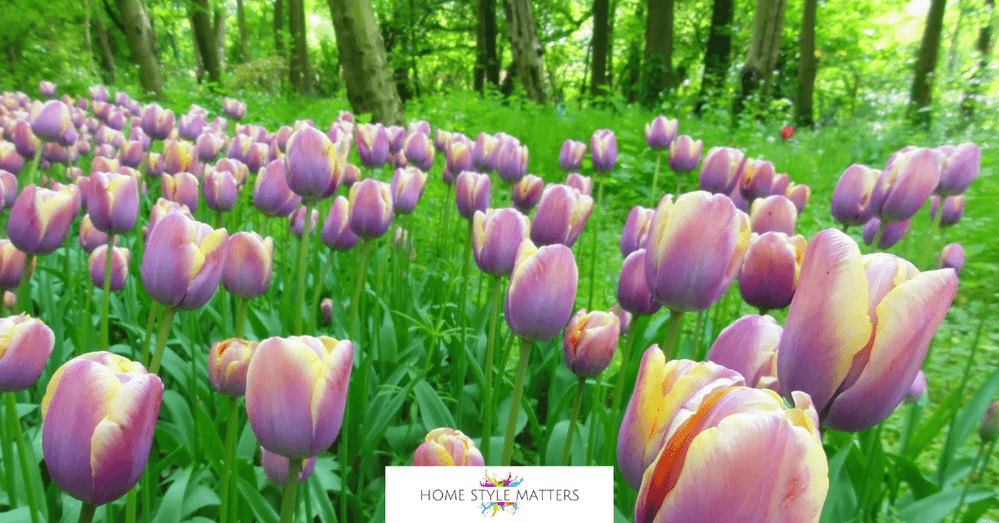 When Is the Best Time to Plant Spring Bulbs? A UK Guide 3 Plant spring bulbs