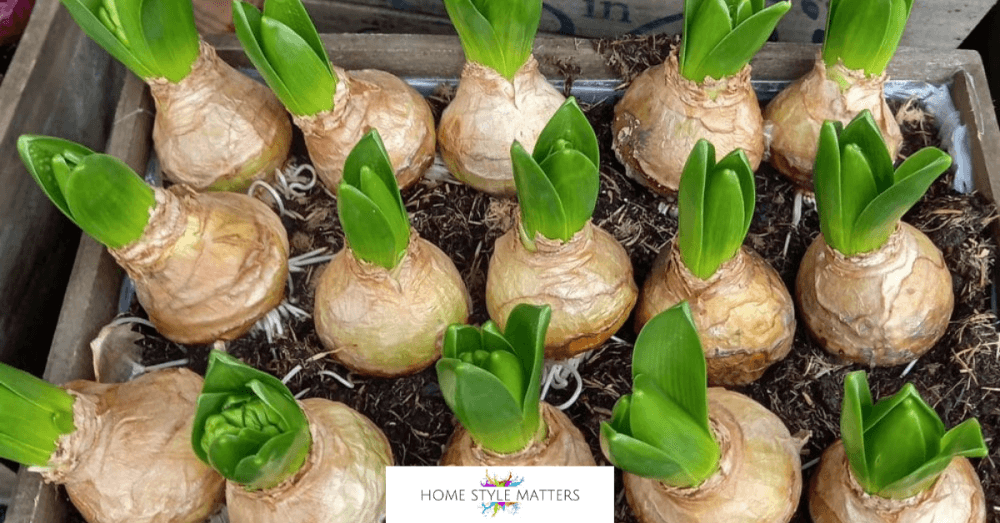 When Is the Best Time to Plant Spring Bulbs? A UK Guide 2 Spring bulbs